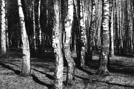 White birch forest. Birch texture. Black and white natural background.の写真素材
