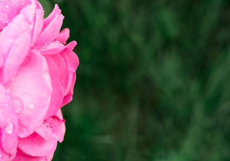 Macro photo of beautiful pink rose with water drops after the rain. Bud bloom on a branch with a green background.の写真素材