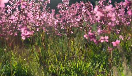 Beautiful purple wild flowers meadow in warm sunset evening light. Nature background.の写真素材