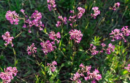 Beautiful purple wild flowers meadow in warm sunset evening light. Nature background.の写真素材