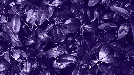 Perfect natural background made of fresh leaves. Ultra Violet dark and moody backdrop for your design. Copy space.の写真素材