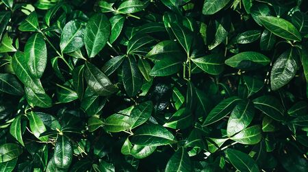 Perfect natural background made of fresh leaves pattern. Dark and moody feel. Top view. Copy space.の写真素材
