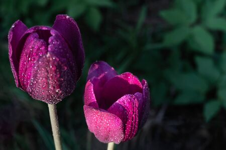 Macro photo of two purple tulips on green blurred background. Two tulips on a sunny summer day in the garden close up.の写真素材