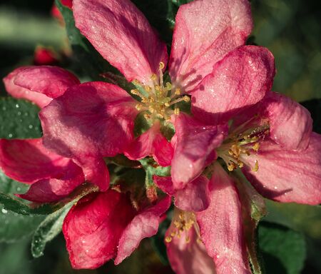 Close-up photo of apple tree vivid pink blossoms on sunny spring evening.の写真素材