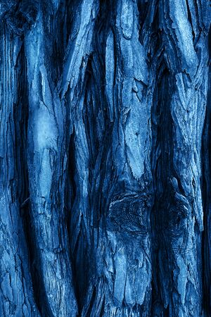 The textured bark of a young coastal redwood in trendy blue color. Sequoia bark natural background. Close-up. Trendy blue backdrop for your design. Color of the year 2020 concept. Copy space.の写真素材
