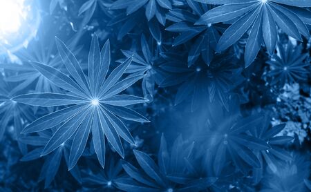 Perfect natural fresh grass pattern background. Sun beams with bokeh. Trendy blue backdrop for your design. Color of the year 2020 concept. Top view. Copy space.の写真素材