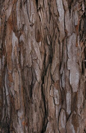 The textured bark of a young coastal redwood. Sequoia bark natural background. Close-up.の写真素材