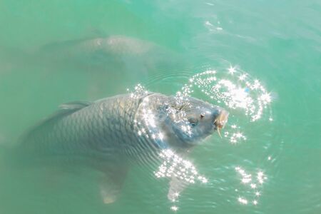 Freshwater carps feeding with sun reflex on the pond water. Top view.の写真素材