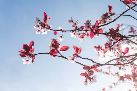 Beautiful pink cherry blossom against blue sky in spring garden. Sun beams through the tree. Natural background.の写真素材