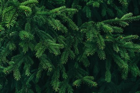 Background of Christmas tree branches. Natural wallpaper. Natural backdrop for your design. Flat...