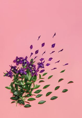 Violet wild flowers and leaves composition on pastel pink background. Summer and spring concept. Natural backdrop for your design. Flat lay style. Copy space.の写真素材
