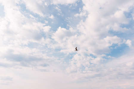 Bright blue sky with white clouds and seagull flying high above. Beautiful backdrop for your design for any purposes. Clouds background.の写真素材