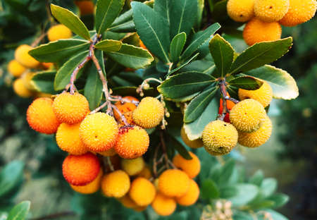 Strawberry tree fruit and foliage background. Natural background. Summer green garden.の写真素材