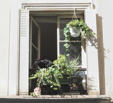 Black domestic cat sitting in opened white window adorened with greenery in flower pots.