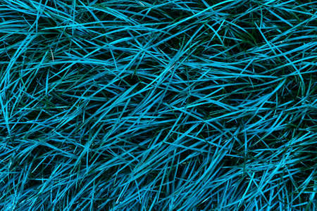 Perfect natural fresh grass pattern background. Trendy aqua toned backdrop for your design. Dark and moody feel. Top view. Copy space.の写真素材