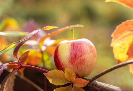 Rustic autumn garden with apple and fall foliage for lifestyle design. Gardening and fall nature...