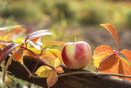 Rustic autumn garden with apple and fall foliage for lifestyle design. Gardening and fall nature...