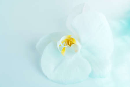 Natural background of white orchid flower toned blue in flat lay style. Vintage card for wallpaper design. Top view. Closeup. Copy space.の写真素材