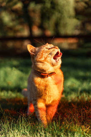 Cute ginger cat yawning in bright sunset light sitting in summer garden. Closeup.の写真素材