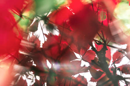 Rustic background of red autumn garden vine in sunset for decorative design. Natural fall background. Vertical photo. Gardening concept. Closeup.の写真素材