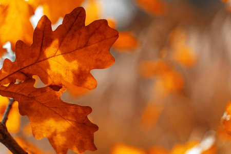 Yellow autumn forest background on bright sunny day. Fall concept. Beautiful natural autumn foliage...