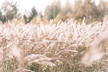 Beautiful abstract closeup of golden dried meadow grass. Beautiful fall rural nature background...