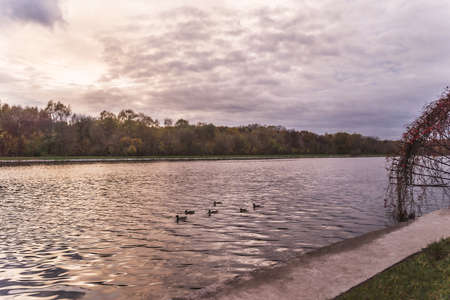 Beautiful park lake with ducks swimming in sunset light. Summer park lake view.の写真素材