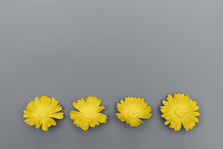 Beautiful background with yellow marigold flowers pattern on gray backdrop. Backdrop for your...