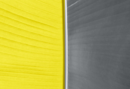 A backlit leaf of a banana tree in trendy yellow and gray colors. Natural textured abstract background. Color 2021 concept. Modern backdrop for your design.の写真素材