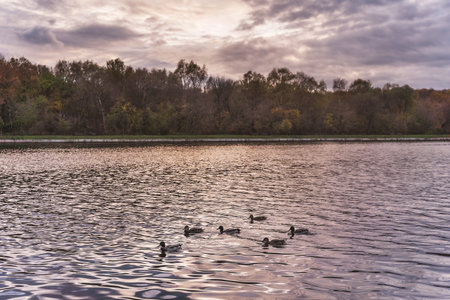 Beautiful park lake with ducks swimming in sunset light. Summer park lake view.の写真素材