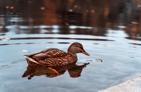 Wild duck in mountain lake. Mountain lake landscape. Beautiful autumn nature background for any purposes.の写真素材