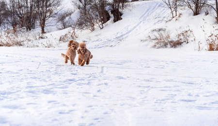 Cute small golden dogs playing in snow outdoors. Happy family vacation. Family dog lifestyle.の写真素材