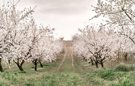 Beautiful blooming orchard at sunset. Natural backdrop for your design. Spring background. Farming...