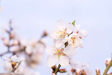 Tender white fruit tree blossom on sunset sky background. Spring background. Beautiful natural background. Copy space.の写真素材