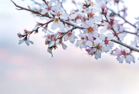 Tender white fruit tree blossom on sunset sky background. Spring background. Beautiful natural background. Copy space.の写真素材