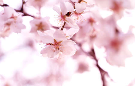 Tender pink fruit tree blossom on sunset sky background. Beautiful natural background.
