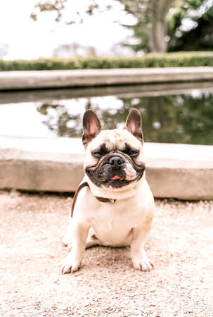 Cute pug dog sitting in the summer park near pond with trees reflecting in the water. Adorable pet concept for lifestyle design.の写真素材