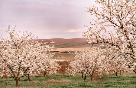 Beautiful blooming orchard at sunset. Natural backdrop for your design. Spring background. Farming concept.の写真素材