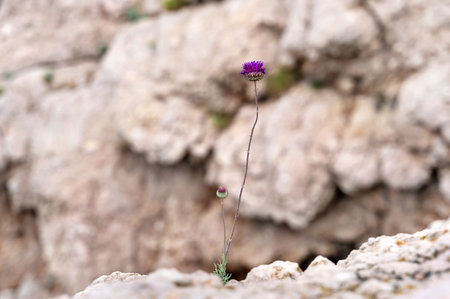 Blooming red poppy growing on the rocks. Natural background. Shallow DOF. Selective focus. Copy...