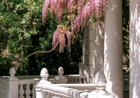 Blooming wisteria pink vine blossoms climbing along the top of pavilion and its white stone columns on a sunny spring day. Spring park with large clusters of wisteria blossoms. Natural pink background for your design.の写真素材