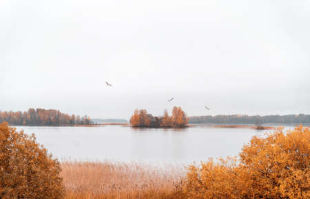 Beautiful autumn misty lake and forest wild landscape with seagulls flying. Autumn forest and lake background. Great design for any purposes.の写真素材