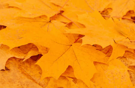 Golden maple leaves nature background. Indian summer concept. Selective focus. Copy space.の写真素材