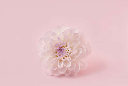 Trendy image of one white flower on trendy pink backgroundin closeup for decoration design. Minimal concept. Beautiful pink gift card with copy space.の写真素材