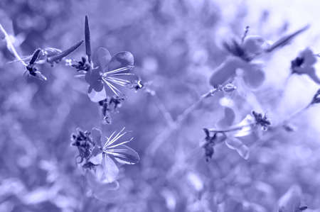 Beautiful wild flowers in the sunlight background. Shot with selective soft focus. Toned in trendy...