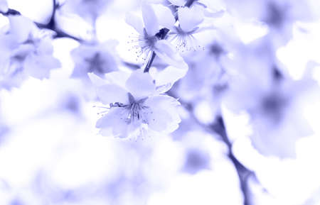 Tender fruit tree blossom on sky background. Spring background. Beautiful natural background. Toned in trendy color of year 2022.の写真素材