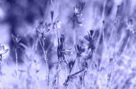 Beautiful wild flowers in the sunlight background. Shot with selective soft focus. Toned in trendy color of year 2022. Gentle airy light natural art background.の写真素材