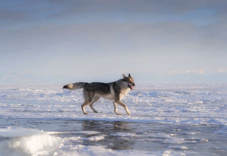 Bright portrait of a crossbreed dog and wolf running on frozen lake at sunset. Mountans and ice hummocks on background. Beautiful natural background.の写真素材