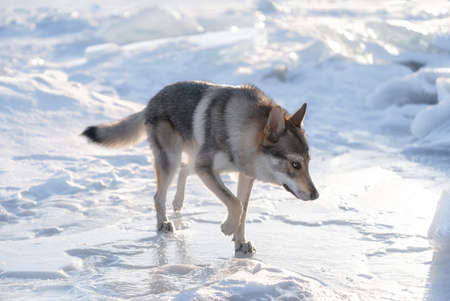 Bright portrait of a crossbreed dog and wolf walking on frozen lake at sunset. Mountans and ice...
