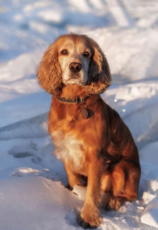 Cute golden cocker spaniel sits in the snow covered background. A beautiful sunny day in winter.の写真素材