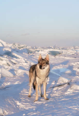 Bright portrait of a crossbreed dog and wolf standing in snow at sunset. Ice hummocks on background. Beautiful natural background.の写真素材